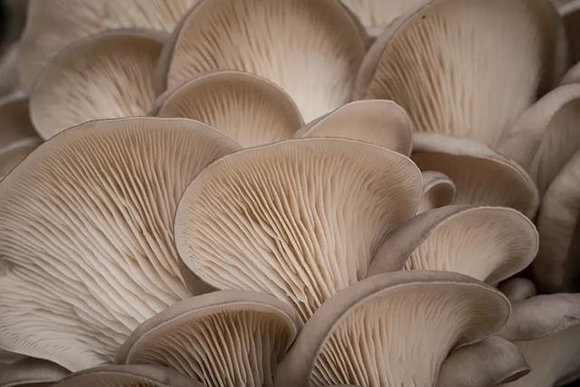 菌菇吃得好可以抗癌、降壓、調腸胃！